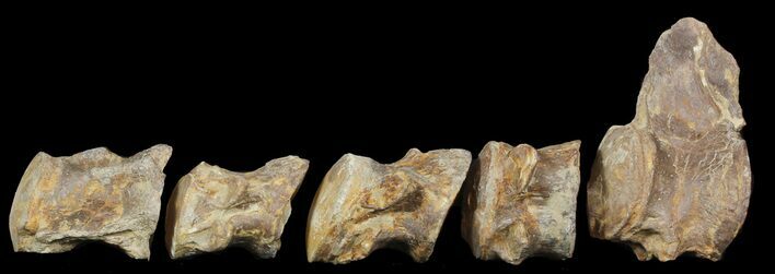 Associated Mosasaur (Platecarpus) Caudal Vertebra - Kansas #45668